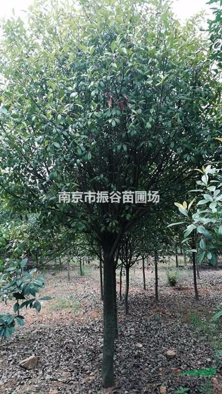 南京地區(qū)供應(yīng)10-15公分高桿紅葉石楠