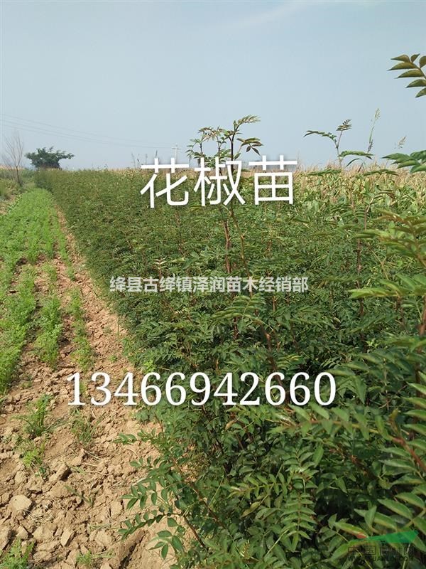 哪里有鈣果苗基地=鈣果苗多少錢，一畝種植多少株