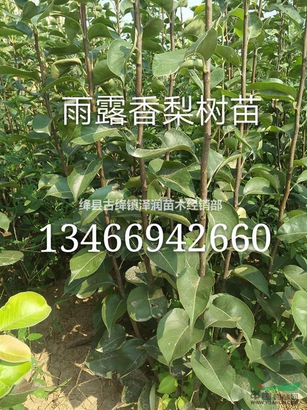 哪里有鈣果苗基地=鈣果苗多少錢，一畝種植多少株