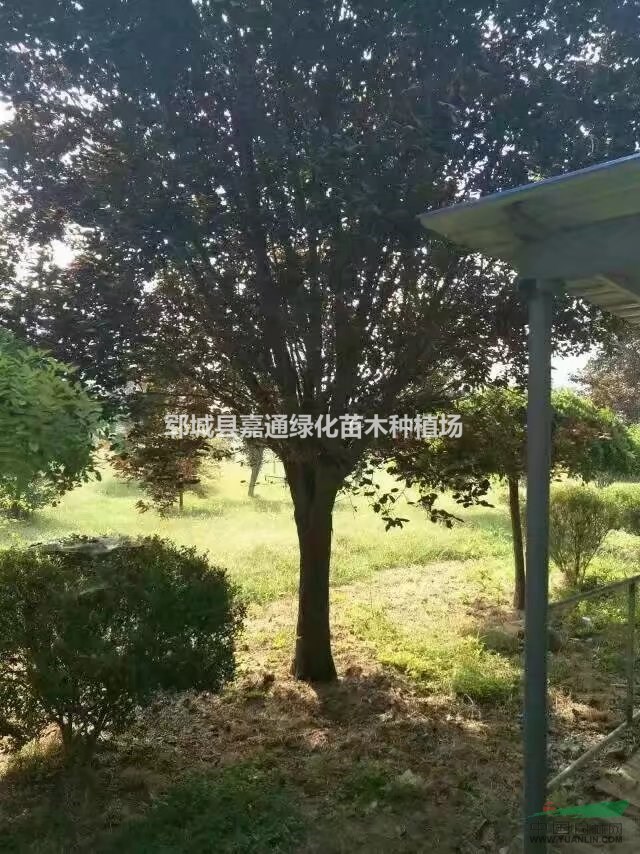 地徑12公分紫葉李全冠價格