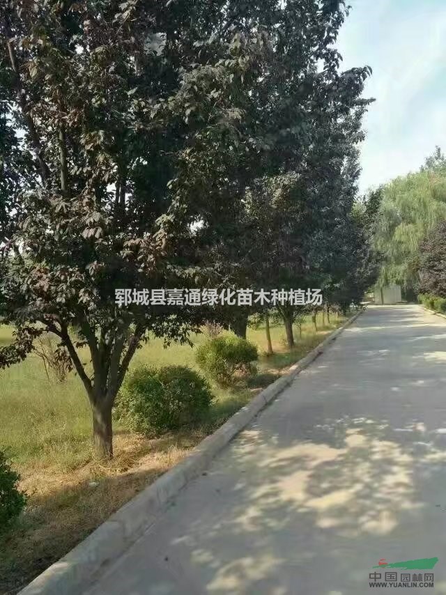 地徑12公分紫葉李全冠價格