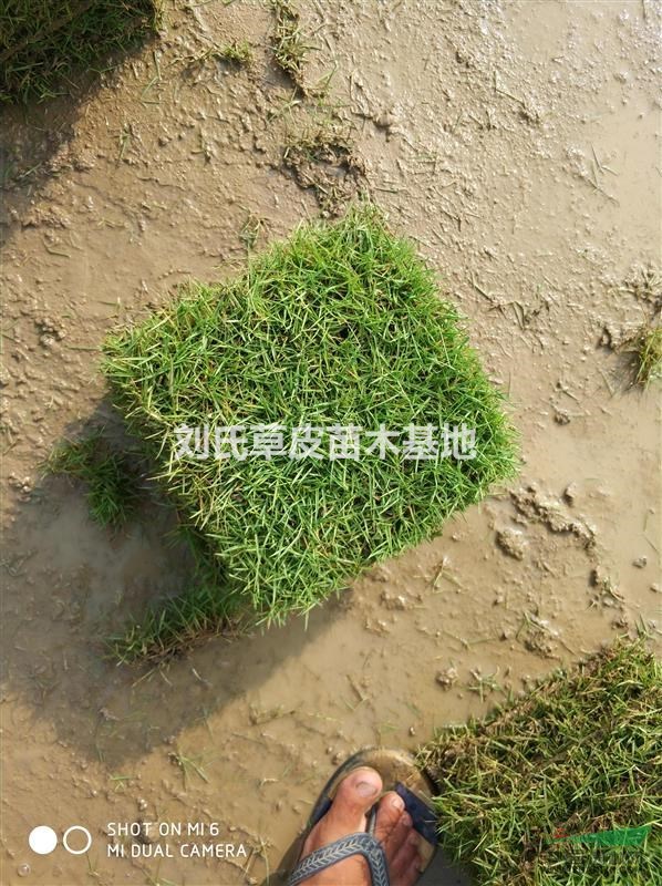馬尼拉草皮的一個​澆水及排水