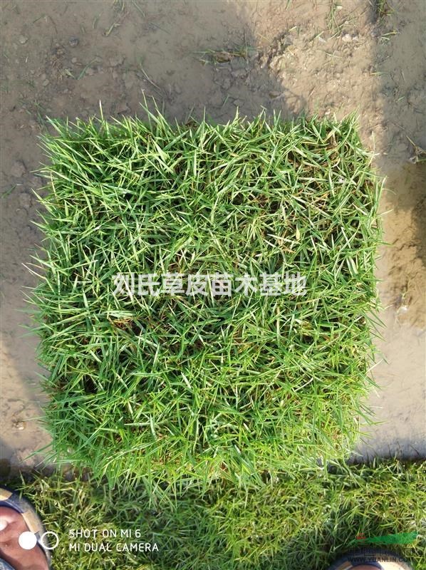 馬尼拉草皮的一個​澆水及排水