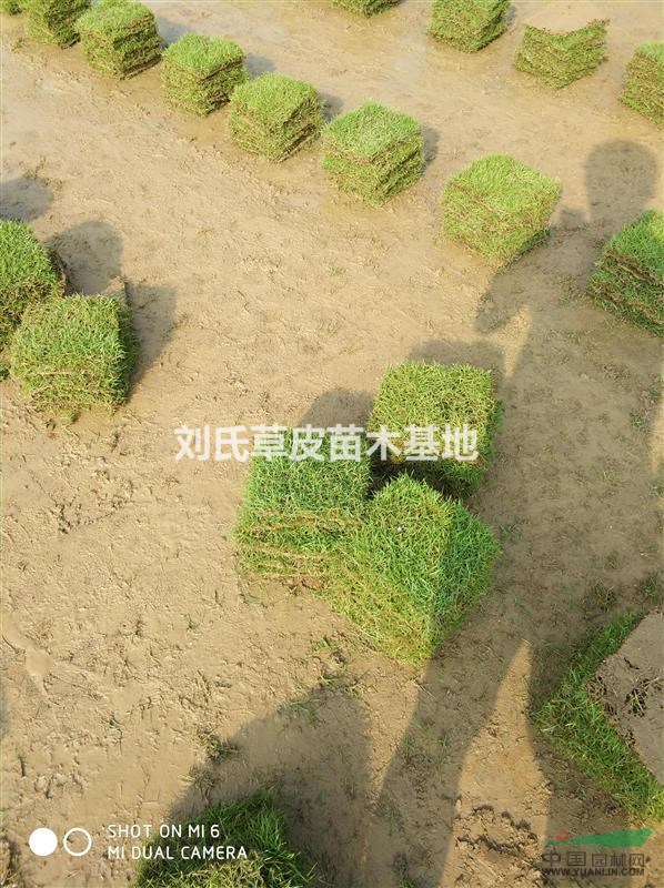 馬尼拉草皮價(jià)格跟行情走