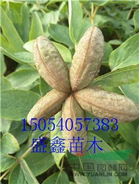 今年的10公分國(guó)槐價(jià)格便宜