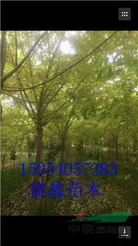 今年的10公分國(guó)槐價(jià)格便宜