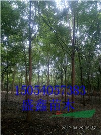 白蠟基地11公分白蠟單棵價格報價