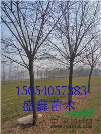 山東法桐基地13公分法桐價格落實