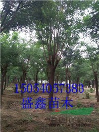 山東柳樹基地7公分黃垂柳具體價格