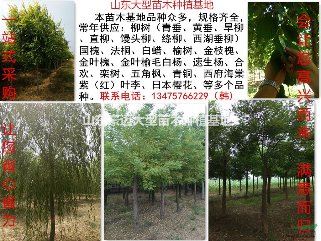 柳樹出售山東豪邁大型苗木種植基地（濟(jì)南、菏澤、濟(jì)寧）