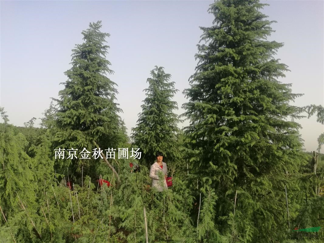 雪松精品苗5米/6米高價(jià)格