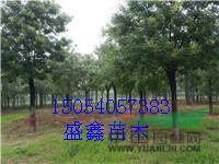 山東國(guó)槐基地17公分國(guó)槐價(jià)格動(dòng)態(tài)