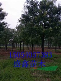 今年的26公分國槐價格問價