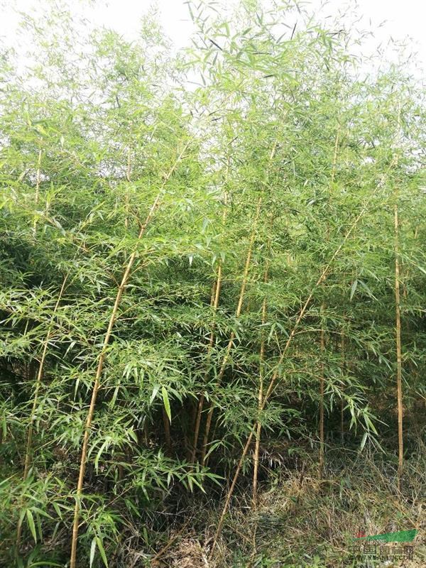 浙江地区供应观赏竹子
