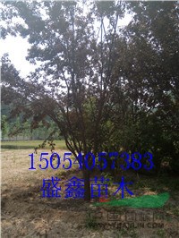 今年的31公分柳樹價(jià)格多少錢