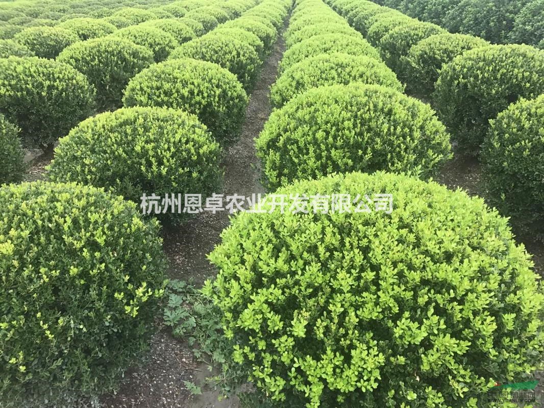 供應(yīng)大量?jī)?yōu)質(zhì)瓜子黃楊球 杭州貨源
