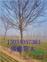 今年的23公分國槐價格問價