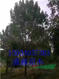 山東國槐基地4公分國槐價格浮動