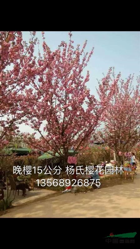 成都地區(qū)供應2一25櫻花