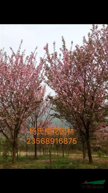 成都地區(qū)供應2一25櫻花