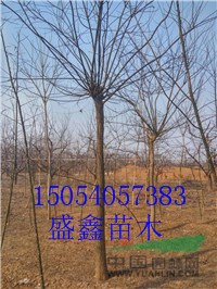 今年的8公分旱柳價(jià)格多少錢