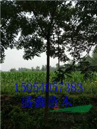 22公分國槐哪里便宜