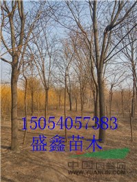 今年的9公分合歡價(jià)格便宜