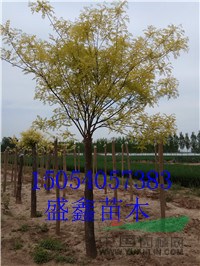 今年的13公分青垂柳價(jià)格便宜