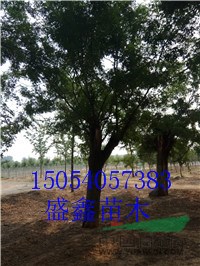 今年的13公分青垂柳價(jià)格便宜