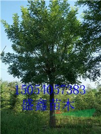 今年的11公分紫葉李價(jià)格浮動