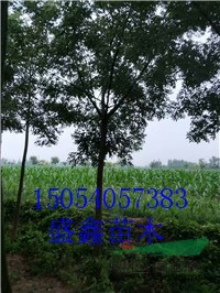 今年的4公分柳樹價(jià)格浮動(dòng)