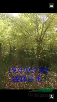 今年的12公分青垂柳價(jià)格浮動