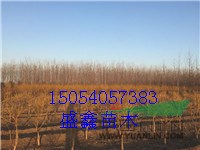 今年的12公分青垂柳價(jià)格浮動