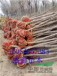 今年的3公分垂柳價格浮動