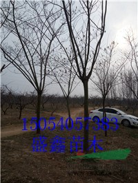 14公分國槐哪里便宜