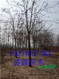 14公分國槐哪里便宜