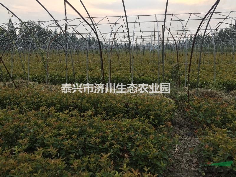 江蘇地區(qū)供應(yīng)：金森女貞、紅葉石楠、金邊黃楊、大葉黃楊色塊苗。