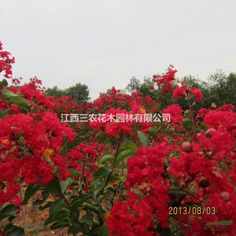 紅火箭紫薇價(jià)格、批發(fā)價(jià)行情介紹