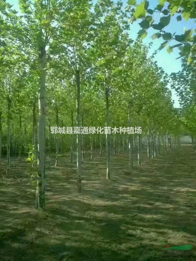供應胸徑18-25公分法桐