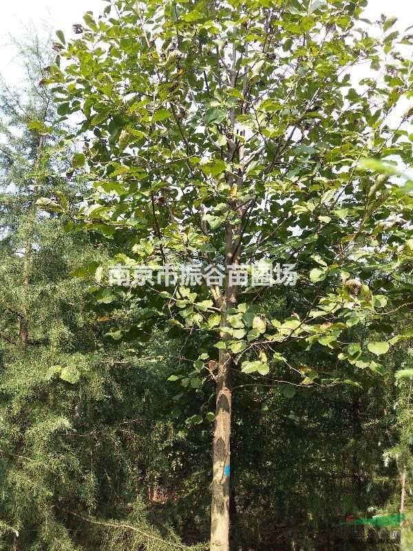 南京地區(qū)供應白玉蘭11一14公分