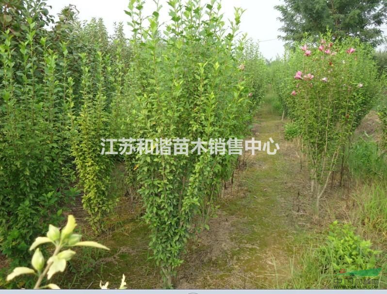 地徑1公分2公分3公分4公分5公分木槿價格，苗圃直銷！
