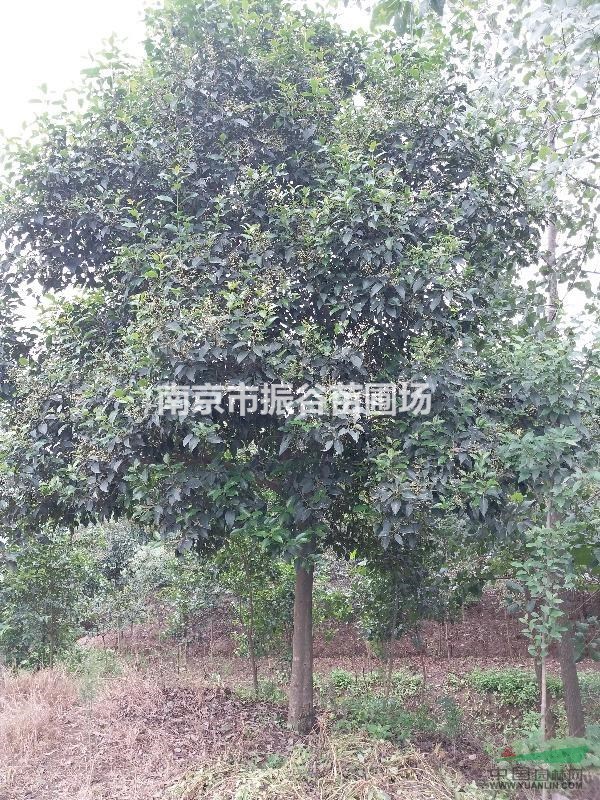 南京地區(qū)常年供應(yīng)11一14公分大葉女貞