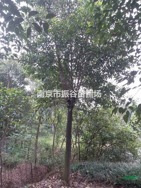 南京地區(qū)常年供應(yīng)11一14公分大葉女貞