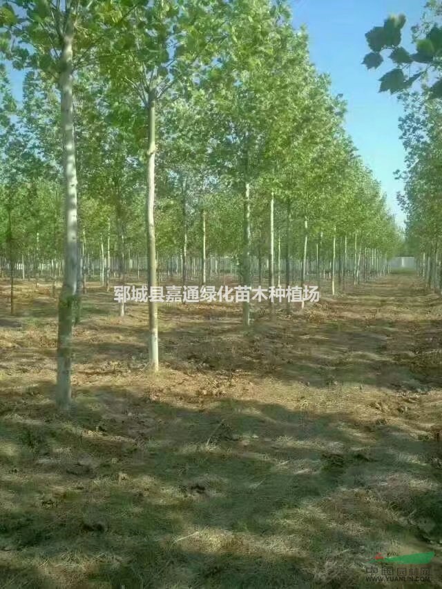 供應(yīng)1-3年冒法桐  法桐價(jià)格