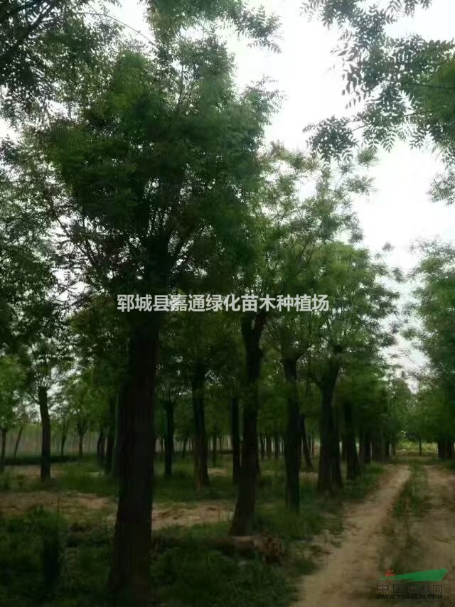供應(yīng)胸徑20公分國槐土球全冠價格