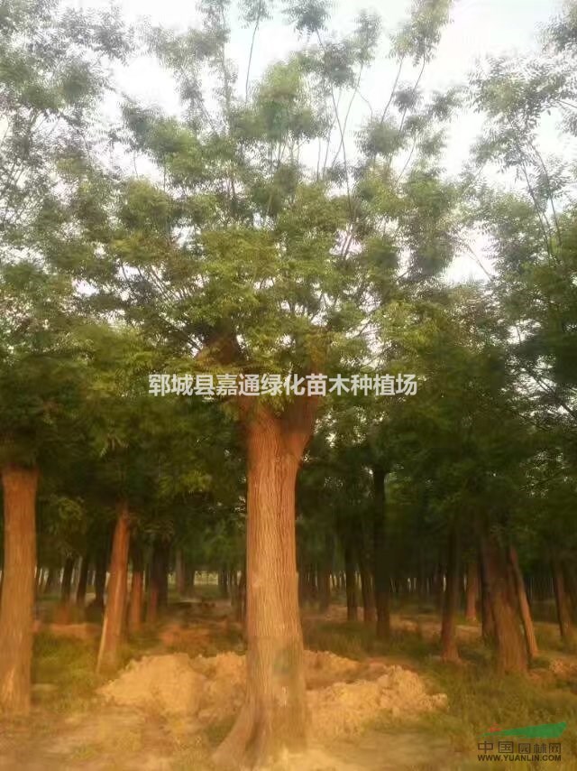 常年供應(yīng)國(guó)槐、法桐、白蠟、紫葉李