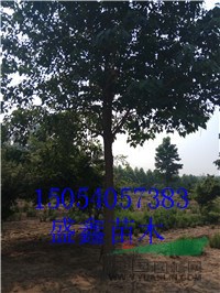 今年的13公分旱柳價(jià)格多少錢