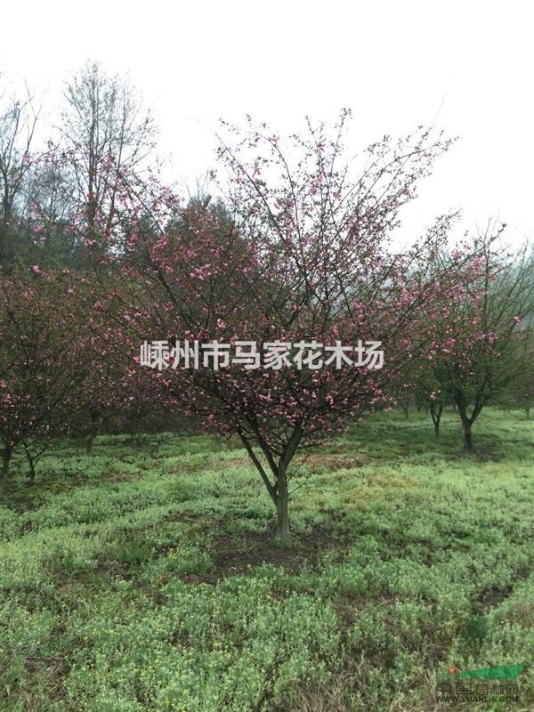 垂絲海棠