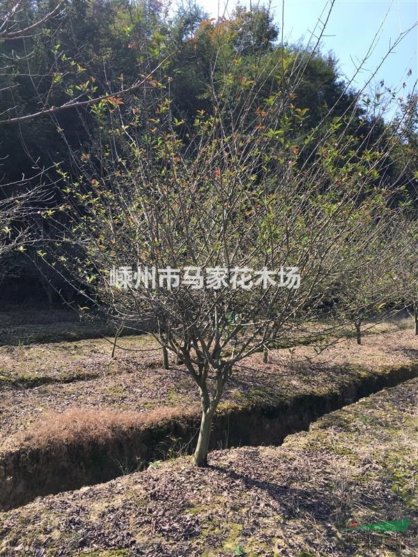 垂絲海棠