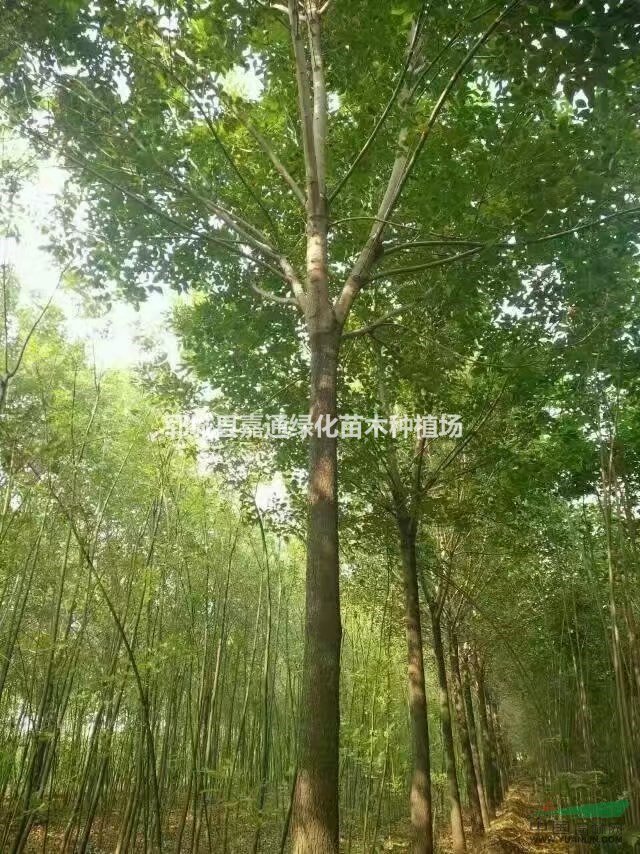 供應(yīng)18公分白蠟